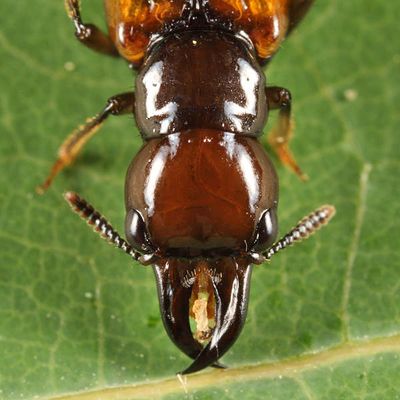 Oxyporus rufipennis