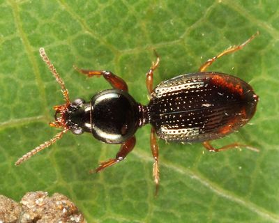 Dyschirius pilosus