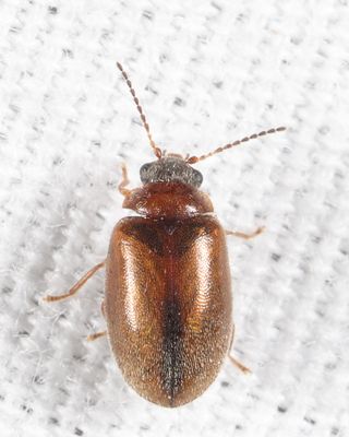 Contacyphon variabilis