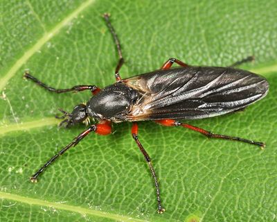 March flies - Bibionidae