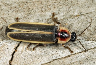 Photinus obscurellus