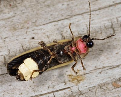 Photinus obscurellus