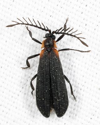 Leptoceletes basalis