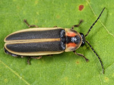 Photinus consanguineus