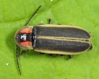 Photinus consimilis