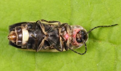 Photinus consimilis