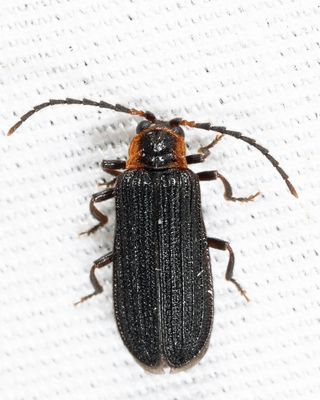 Eropterus trilineatus