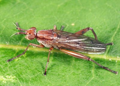 Sepedon fuscipennis