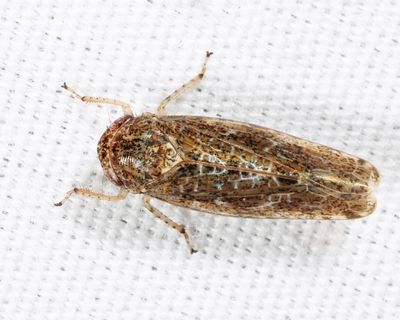 Allygidius atomarius