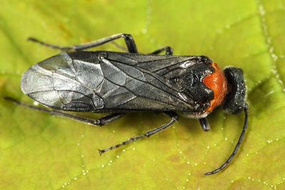 Dolerus illini