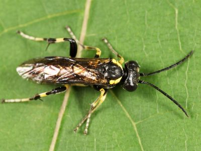 Macrophya flavicoxae