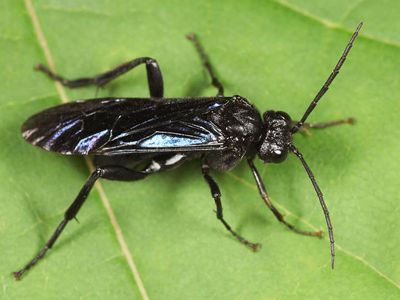 Lagium atroviolaceum