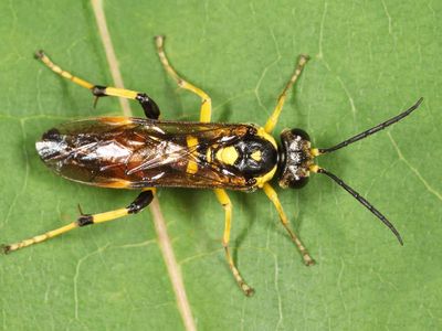 Macrophya formosa