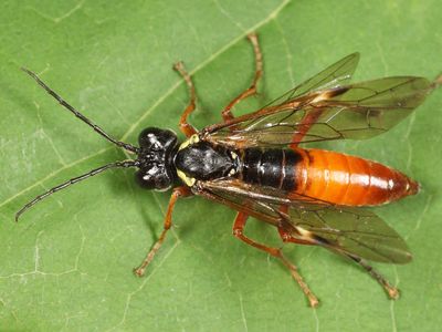 Tenthredo sp.