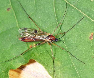 Leptomorphus bifasciatus