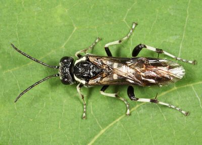 Macrophya zoe