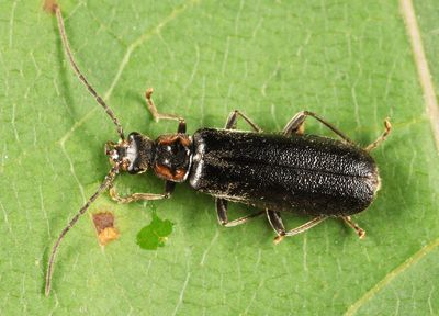 Rhagonycha (undescribed sp.)