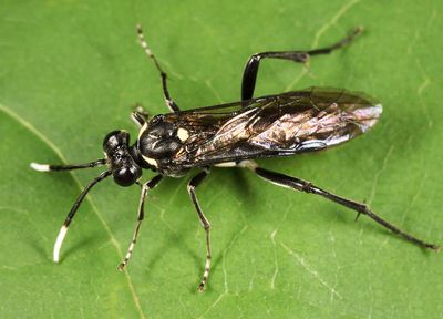 Macrophya trisyllaba