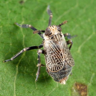 Phyllodinus nervatus