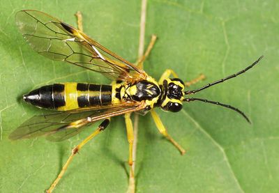 Tenthredo verticalis