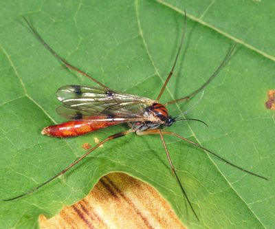 Leptomorphus bifasciatus