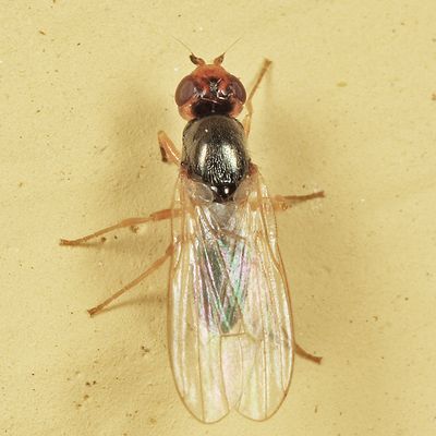 Psila rosae