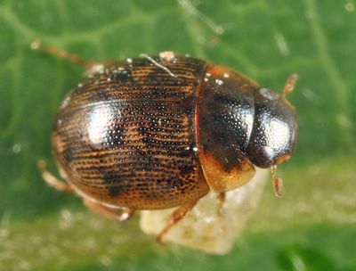 Laccobius minutoides