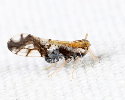 Liburniella ornata