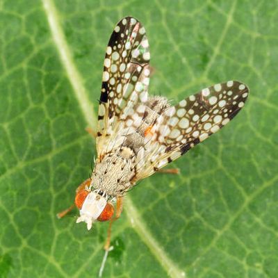 Campiglossa albiceps