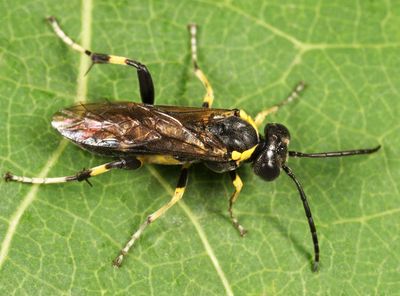 Macrophya flavicoxae
