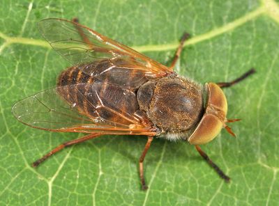 Atylotus palus