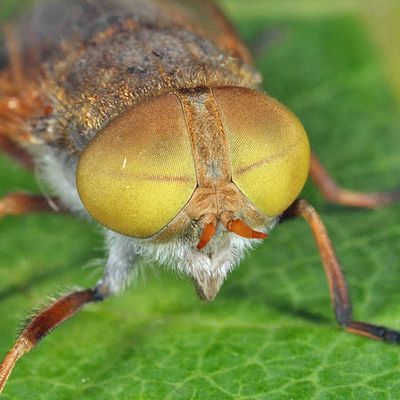 Atylotus palus