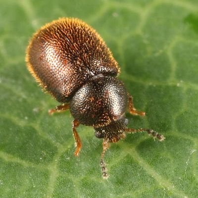 Malacocis brevicollis