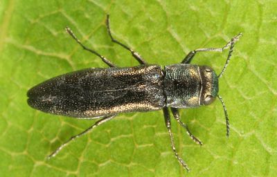 Agrilus parvus parvus