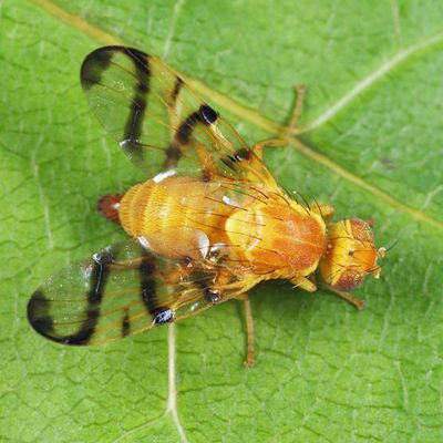 Rose Hip Fly - Rhagoletis basiola