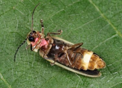 Photinus marginellus/curtatus complex