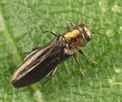 Agrilus parvus parvus