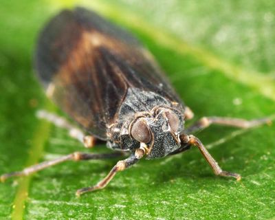 Melanoliarus humilis