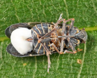Melanoliarus humilis