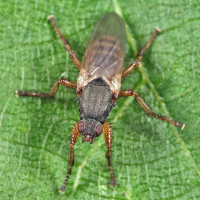 Kelp Flies - Coelopidae