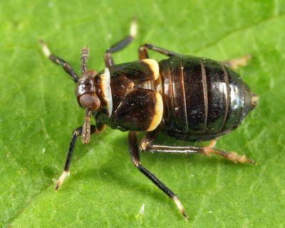 Pissonotus basalis