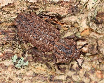Phellopsis obcordata