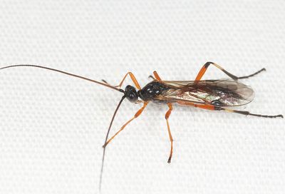 Aleiodes terminalis