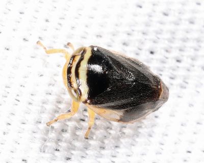 Clastoptera testacea