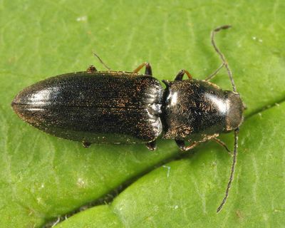 Oedostethus femoralis