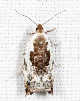 3354 - Little Cloud Ancylis - Ancylis nubeculana