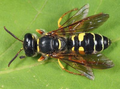 Philanthus sanbornii