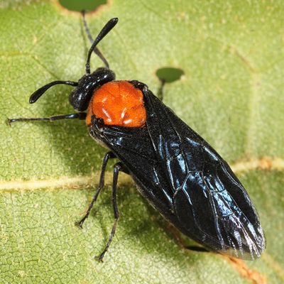 Arge quidia (female)