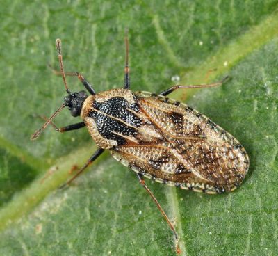 Dictyla echii