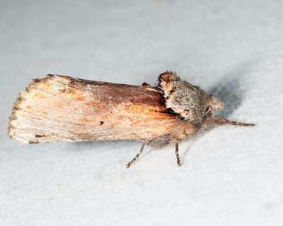 8010  Red-humped Caterpillar Moth  Schizura concinna
